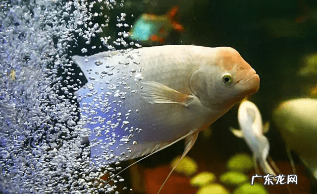 百家讲坛大风水 百家讲坛风水中的金鱼