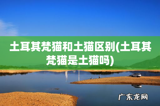 土耳其梵猫是土猫吗 土耳其梵猫和土猫区别