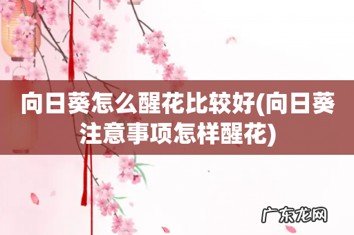 向日葵注意事项怎样醒花 向日葵怎么醒花比较好