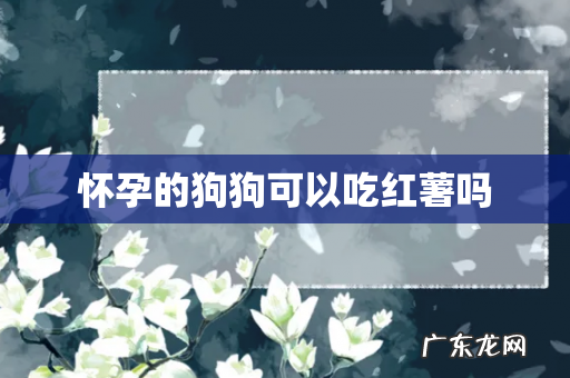 怀孕的狗狗可以吃红薯吗