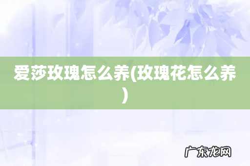 玫瑰花怎么养 爱莎玫瑰怎么养