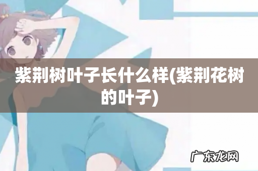 紫荆花树的叶子 紫荆树叶子长什么样