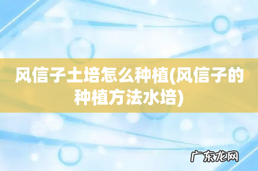 风信子的种植方法水培 风信子土培怎么种植