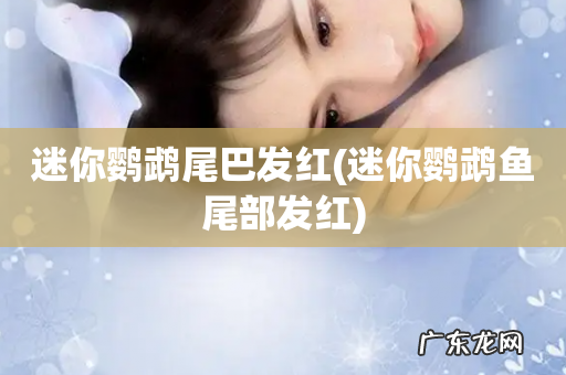 迷你鹦鹉鱼尾部发红 迷你鹦鹉尾巴发红
