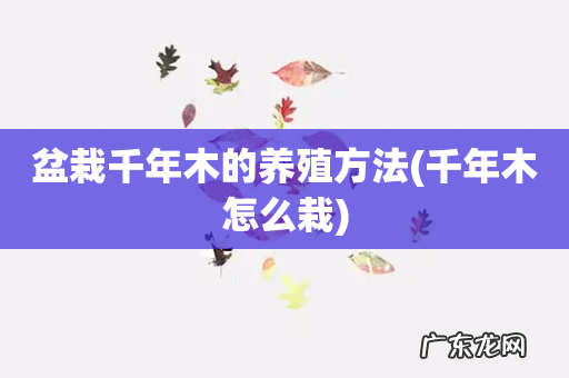 千年木怎么栽 盆栽千年木的养殖方法