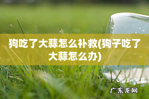 狗子吃了大蒜怎么办 狗吃了大蒜怎么补救