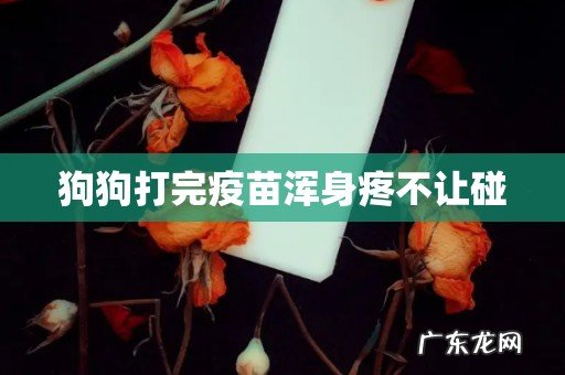 狗狗打完疫苗浑身疼不让碰