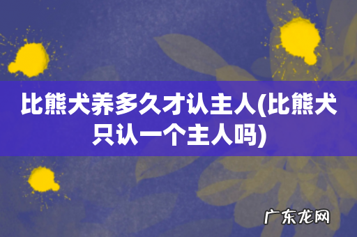 比熊犬只认一个主人吗 比熊犬养多久才认主人
