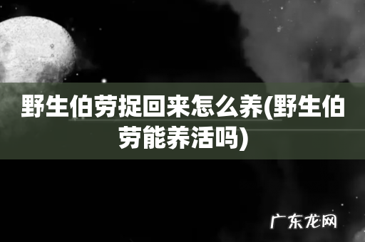 野生伯劳能养活吗 野生伯劳捉回来怎么养