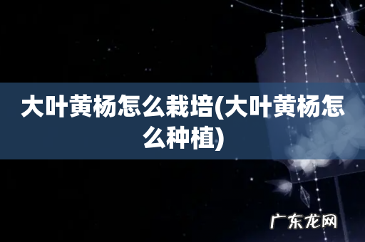 大叶黄杨怎么种植 大叶黄杨怎么栽培