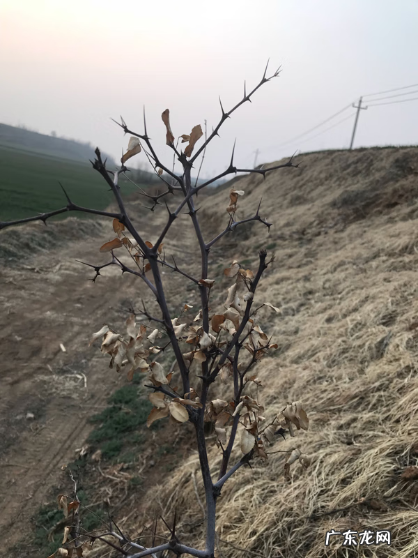 广西梧州风水大师 广西石陵风水