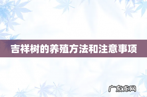 吉祥树的养殖方法和注意事项