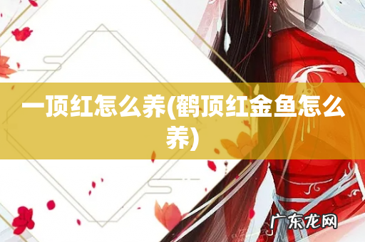 鹤顶红金鱼怎么养 一顶红怎么养