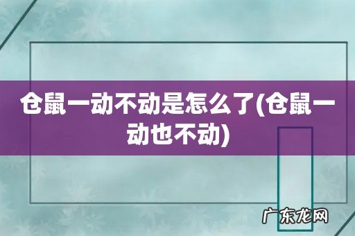 仓鼠一动也不动 仓鼠一动不动是怎么了