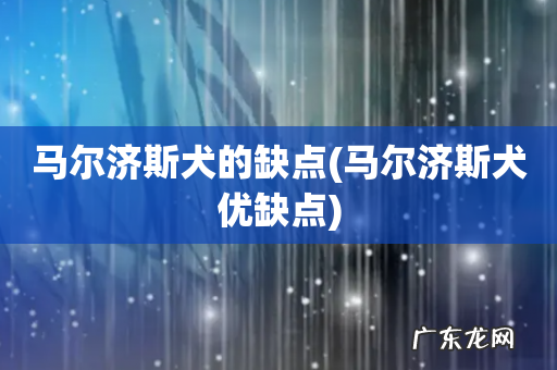 马尔济斯犬优缺点 马尔济斯犬的缺点