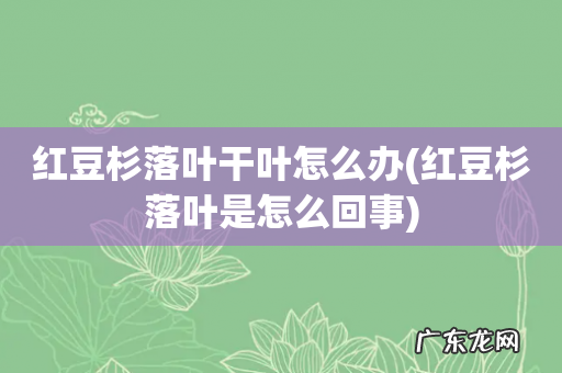 红豆杉落叶是怎么回事 红豆杉落叶干叶怎么办