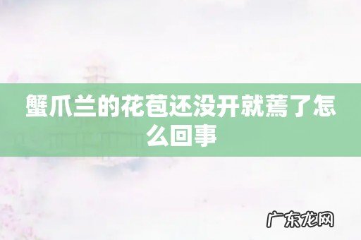 蟹爪兰的花苞还没开就蔫了怎么回事