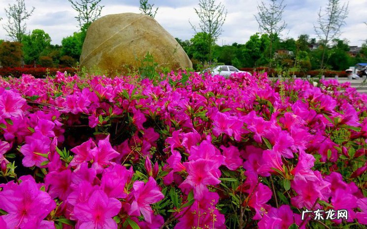 杜鹃花的花语是什么?杜鹃花的传说故事