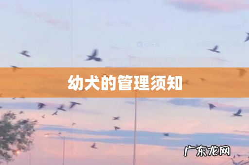 幼犬的管理须知