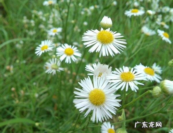 雏菊的花语是什么？雏菊的传说故事