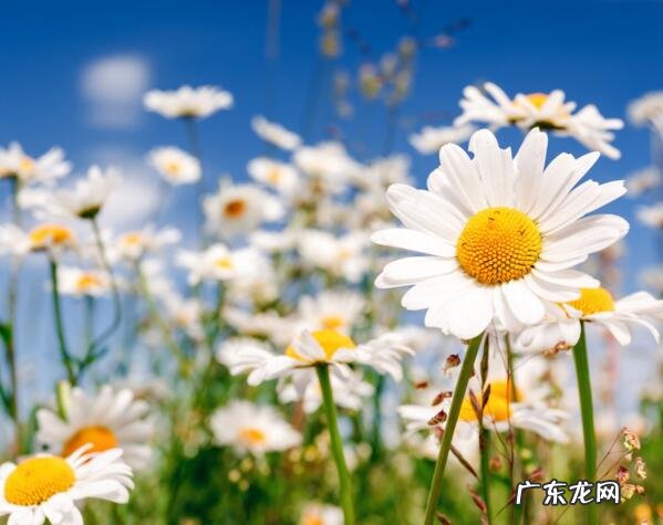 雏菊的花语是什么？雏菊的传说故事