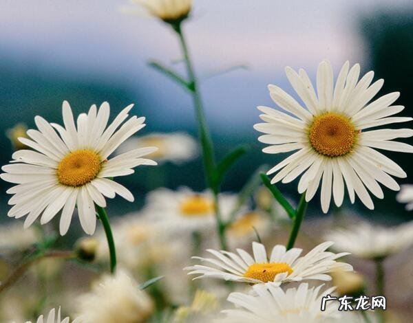 雏菊的花语是什么？雏菊的传说故事