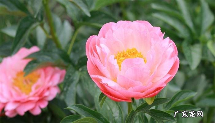 芍药的花语是什么？芍药花语介绍