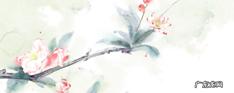 夕颜花是什么?夕颜花的话语是什么?