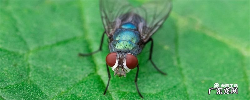 夏天怎么灭杀苍蝇?灭蚊虫有什么好办法?