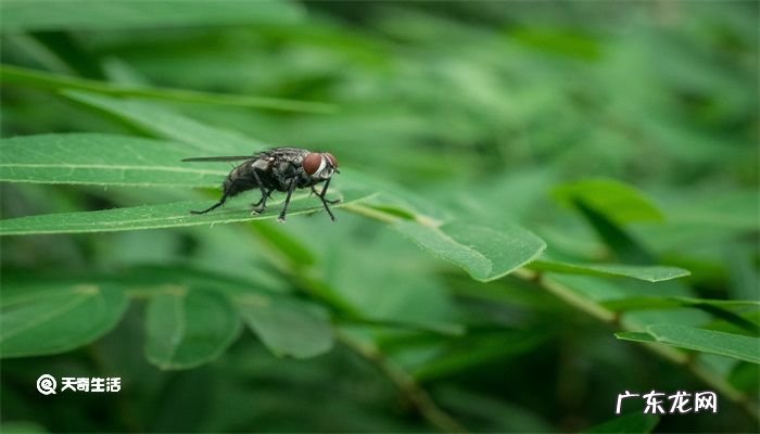 夏天怎么灭杀苍蝇?灭蚊虫有什么好办法?
