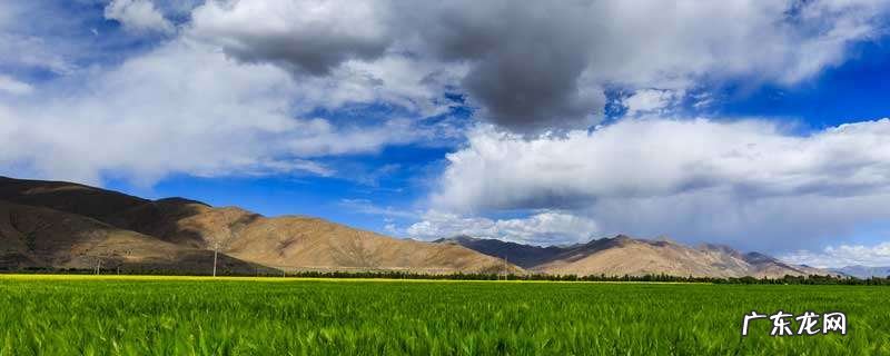青藏地区主要粮食作物是什么?青藏地区畜牧业分布在哪?