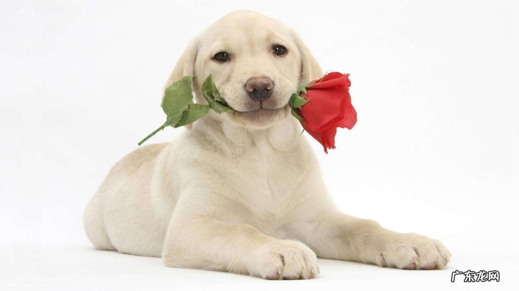 狗的寿命有多长?狗能活多长时间?