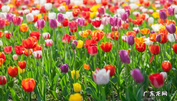 紫色郁金香的花语是什么?