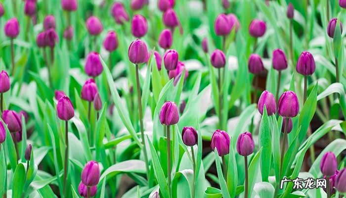 紫色郁金香的花语是什么?