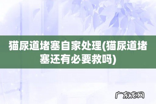 猫尿道堵塞还有必要救吗 猫尿道堵塞自家处理