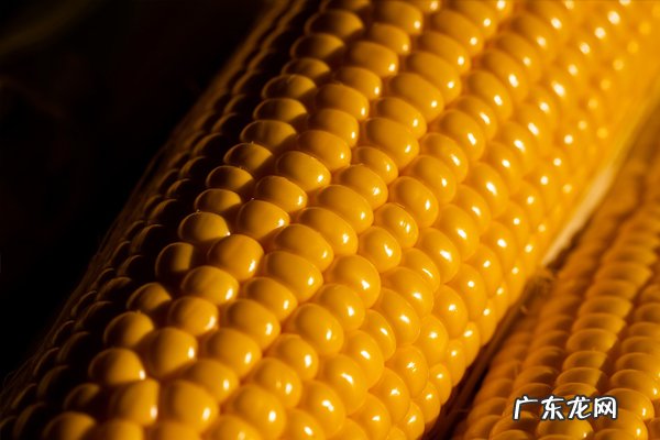玉米需要煮多长时间?玉米有什么吃法?