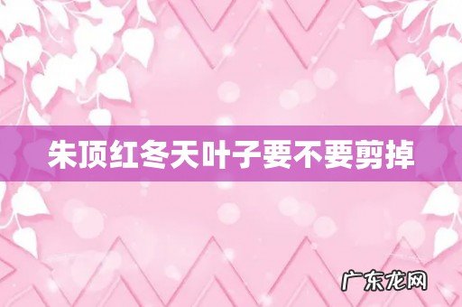 朱顶红冬天叶子要不要剪掉