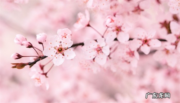 樱花的花语是什么?樱花的花语介绍