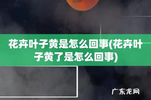 花卉叶子黄了是怎么回事 花卉叶子黄是怎么回事