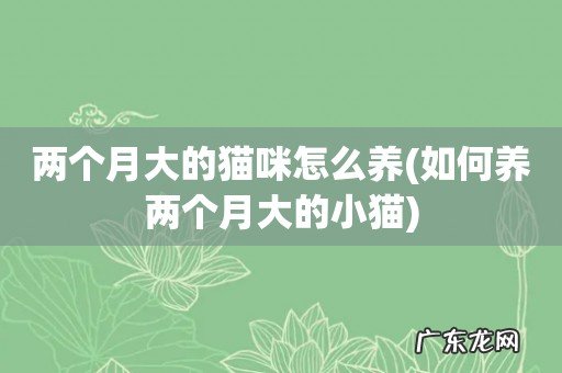 如何养两个月大的小猫 两个月大的猫咪怎么养