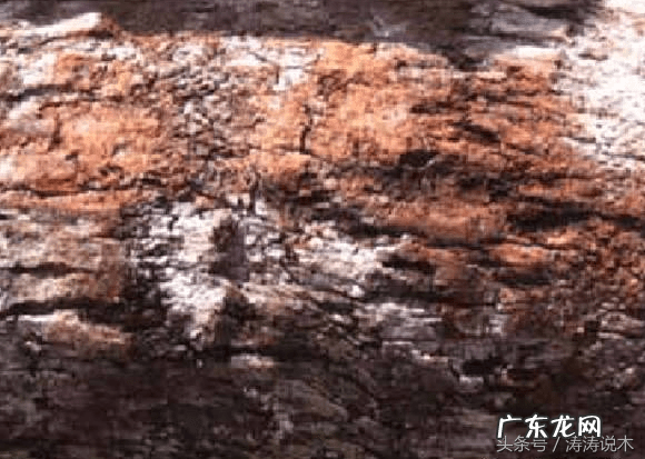 椰树木材可以做家具吗 椰子木的功效作用