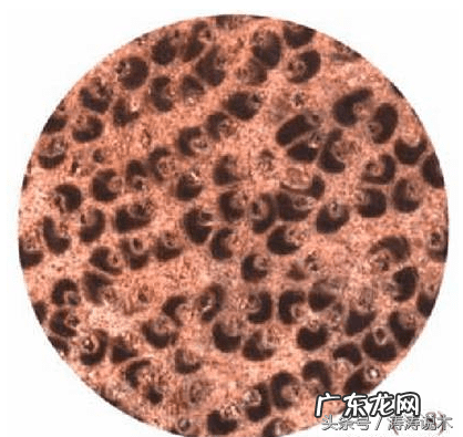 椰树木材可以做家具吗 椰子木的功效作用