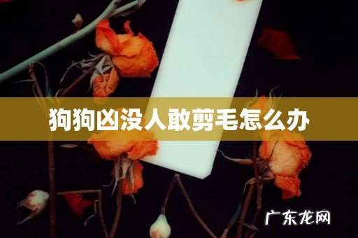 狗狗凶没人敢剪毛怎么办