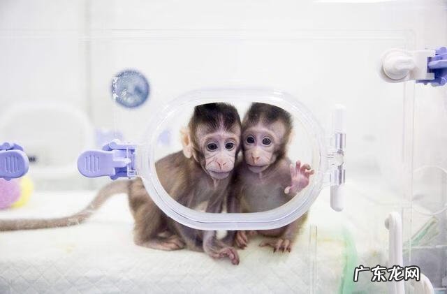 克隆技术有哪些具体应用 克隆技术