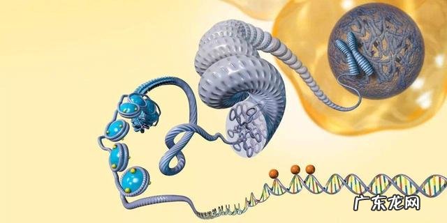 克隆技术有哪些具体应用 克隆技术