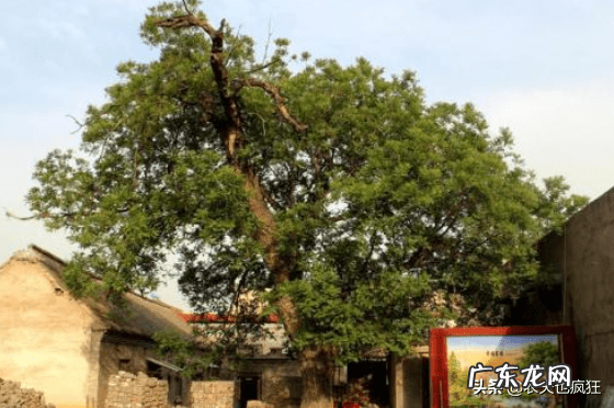 银杏树的风水 枣树的风水