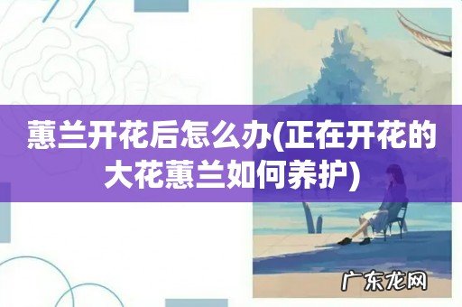 正在开花的大花蕙兰如何养护 蕙兰开花后怎么办