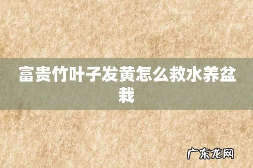 富贵竹叶子发黄怎么救水养盆栽