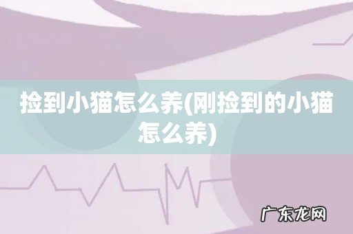 刚捡到的小猫怎么养 捡到小猫怎么养