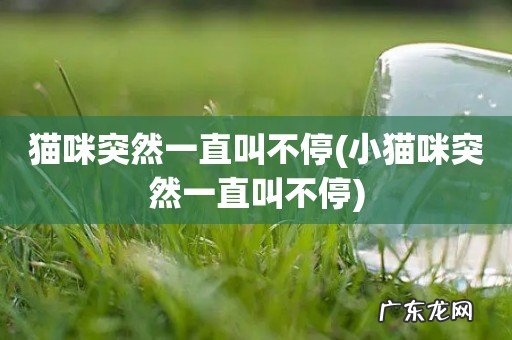 小猫咪突然一直叫不停 猫咪突然一直叫不停